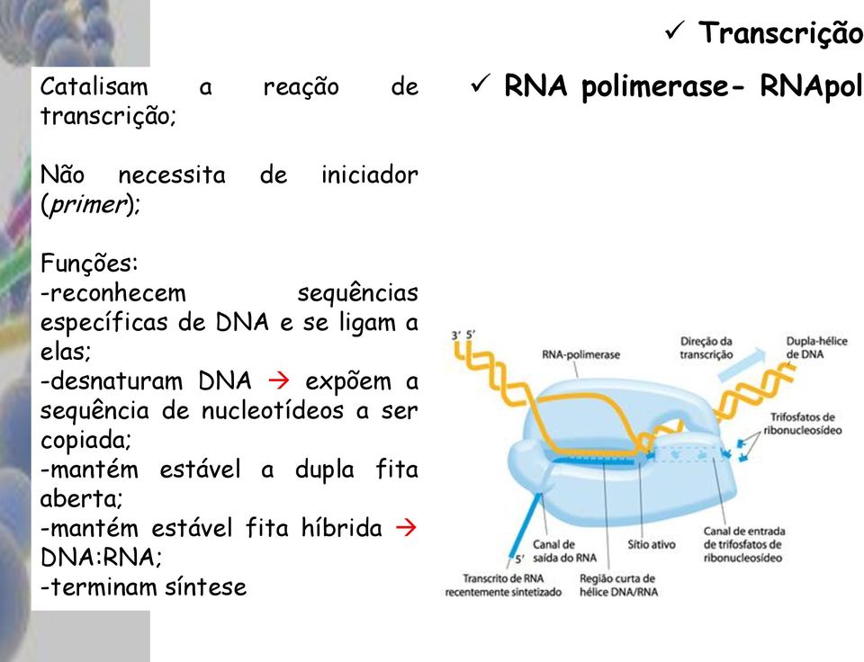 ligam a elas; -desnaturam DNA expõem a sequência de nucleotídeos a ser copiada;