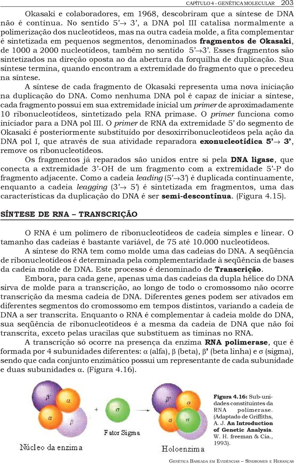 Okasaki, de 1000 a 2000 nucleotídeos, também no sentido 5 3. Esses fragmentos são sintetizados na direção oposta ao da abertura da forquilha de duplicação.