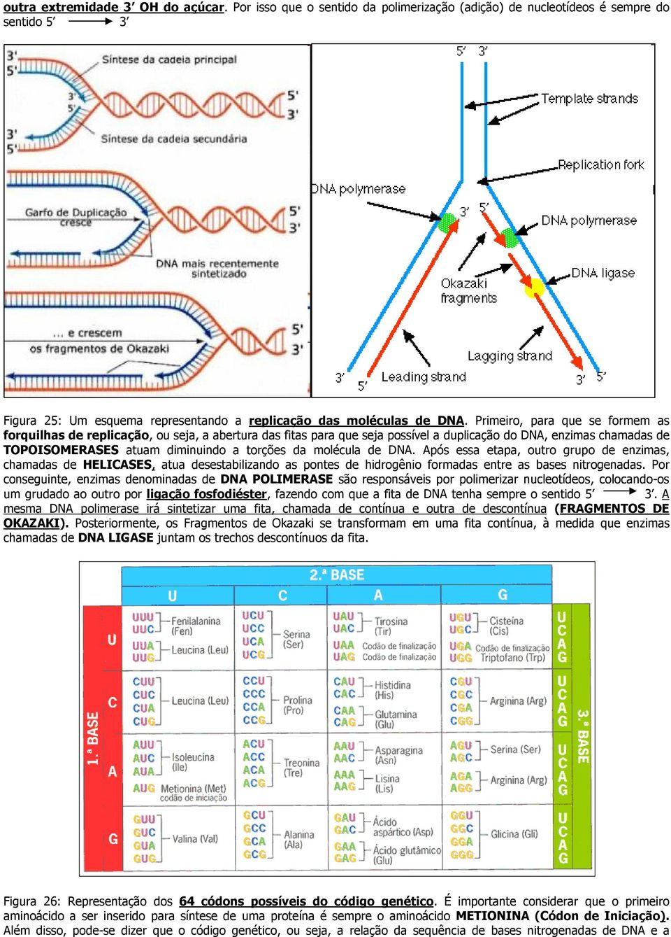 molécula de DNA. Após essa etapa, outro grupo de enzimas, chamadas de HELICASES, atua desestabilizando as pontes de hidrogênio formadas entre as bases nitrogenadas.