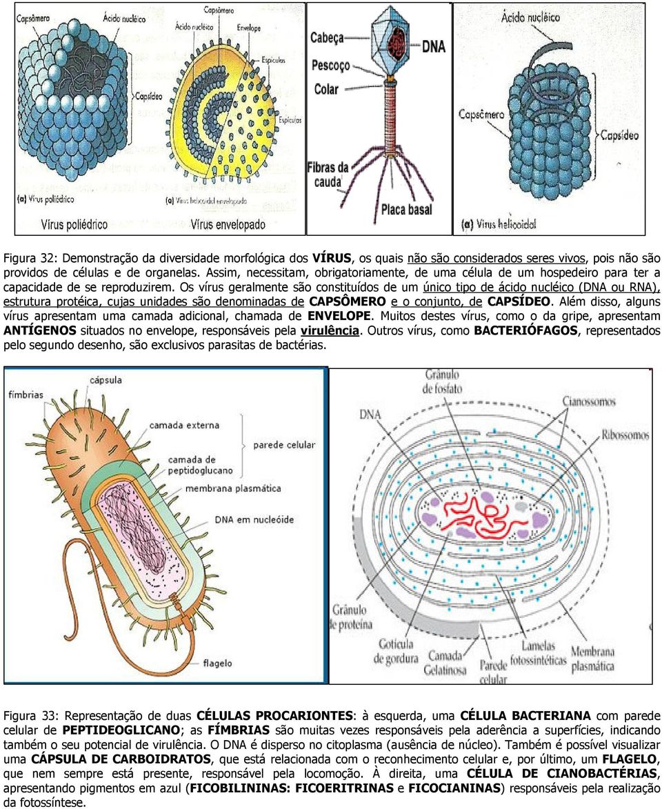 Os vírus geralmente são constituídos de um único tipo de ácido nucléico (DNA ou RNA), estrutura protéica, cujas unidades são denominadas de CAPSÔMERO e o conjunto, de CAPSÍDEO.