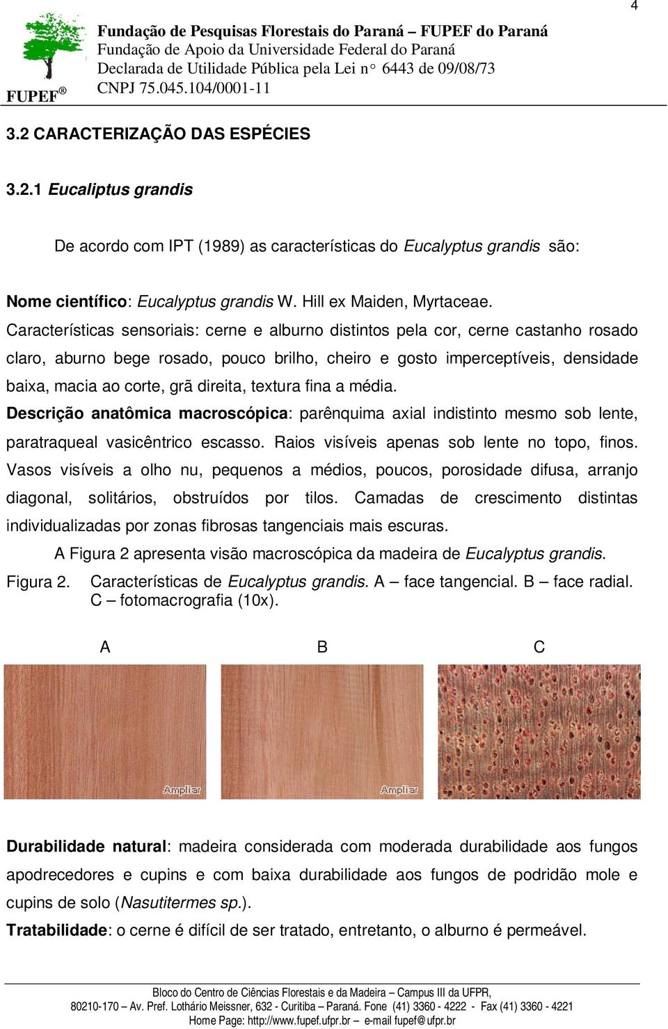 direita, textura fina a média. Descrição anatômica macroscópica: parênquima axial indistinto mesmo sob lente, paratraqueal vasicêntrico escasso. Raios visíveis apenas sob lente no topo, finos.