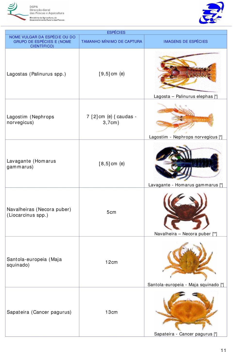 norvegicus [*] Lavagante (Homarus gammarus) [8,5]cm (e) Lavagante - Homarus gammarus [*] Navalheiras (Necora puber) (Liocarcinus