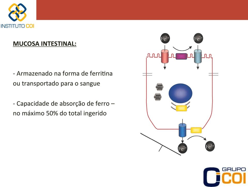 para o sangue - Capacidade de