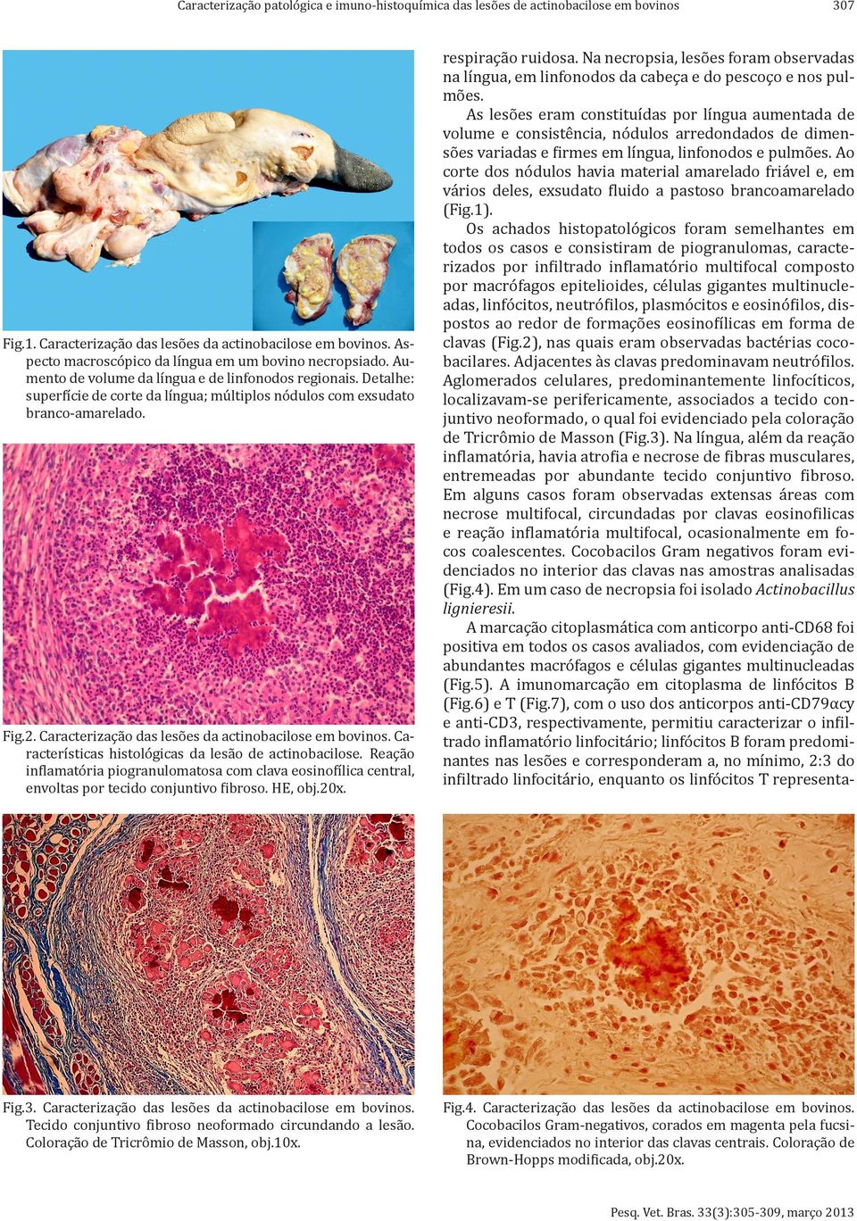 Fig.2. Caracterização das lesões da actinobacilose em bovinos. Características histológicas da lesão de actinobacilose.