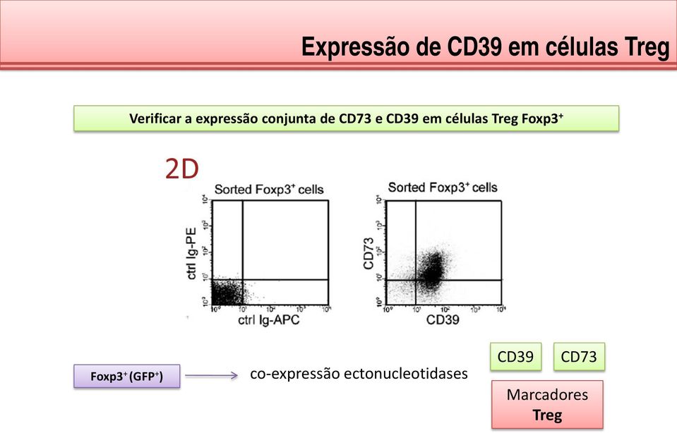 células Treg Foxp3 + Foxp3 + (GFP + )