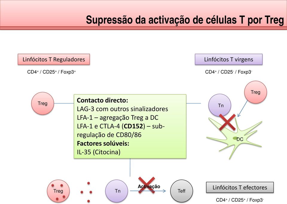 sinalizadores LFA-1 agregação Treg a DC LFA-1 e CTLA-4 (CD152) subregulação de CD80/86 Factores