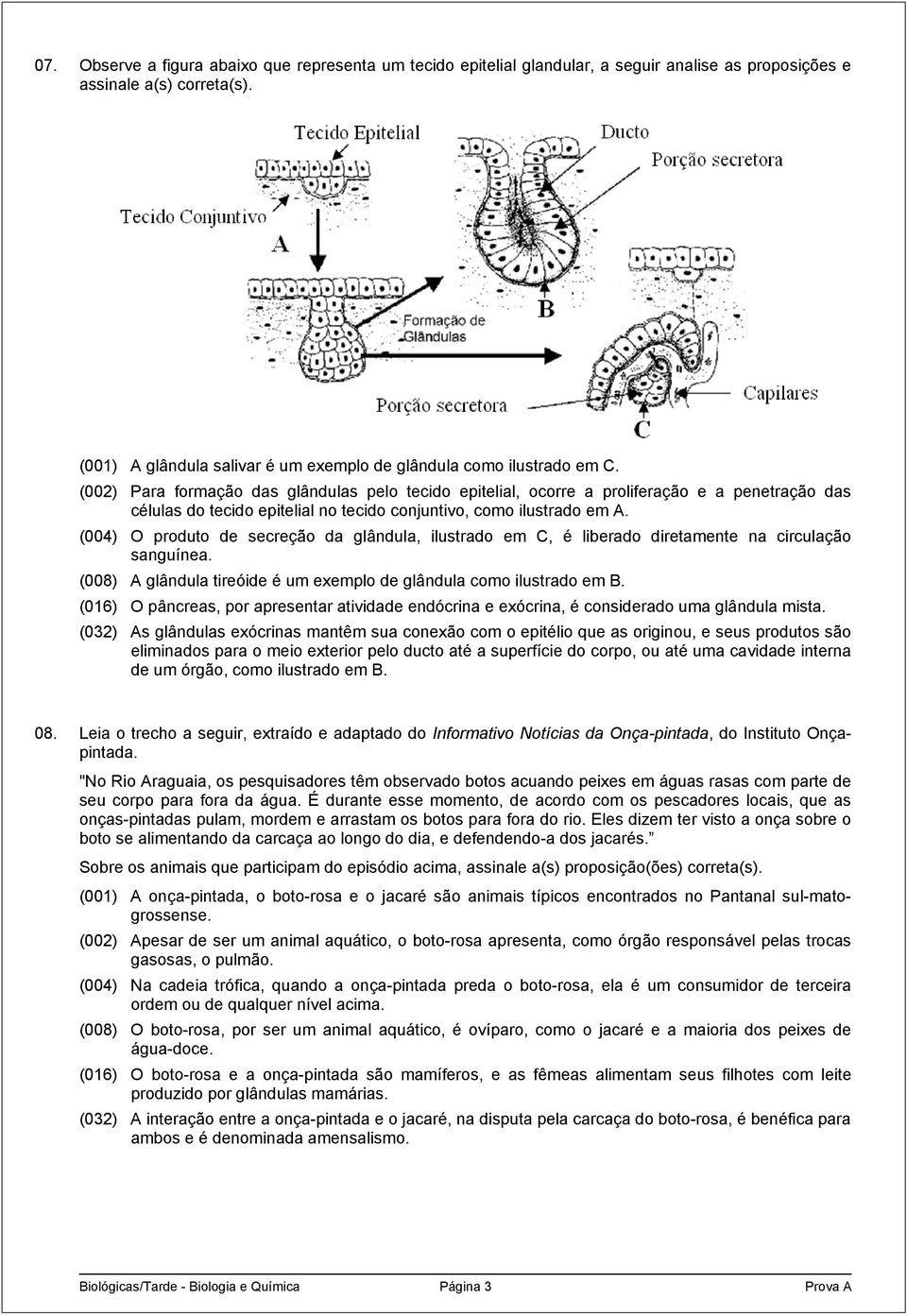 (002) Para formação das glândulas pelo tecido epitelial, ocorre a proliferação e a penetração das células do tecido epitelial no tecido conjuntivo, como ilustrado em A.