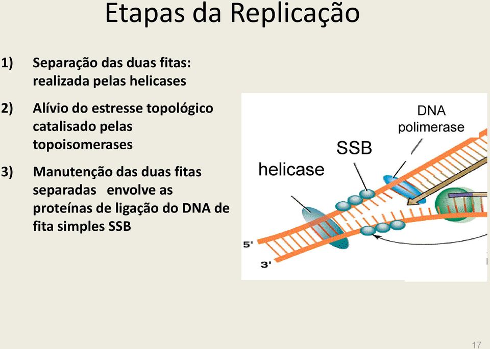 topoisomerases 3) Manutenção das duas fitas separadas envolve as