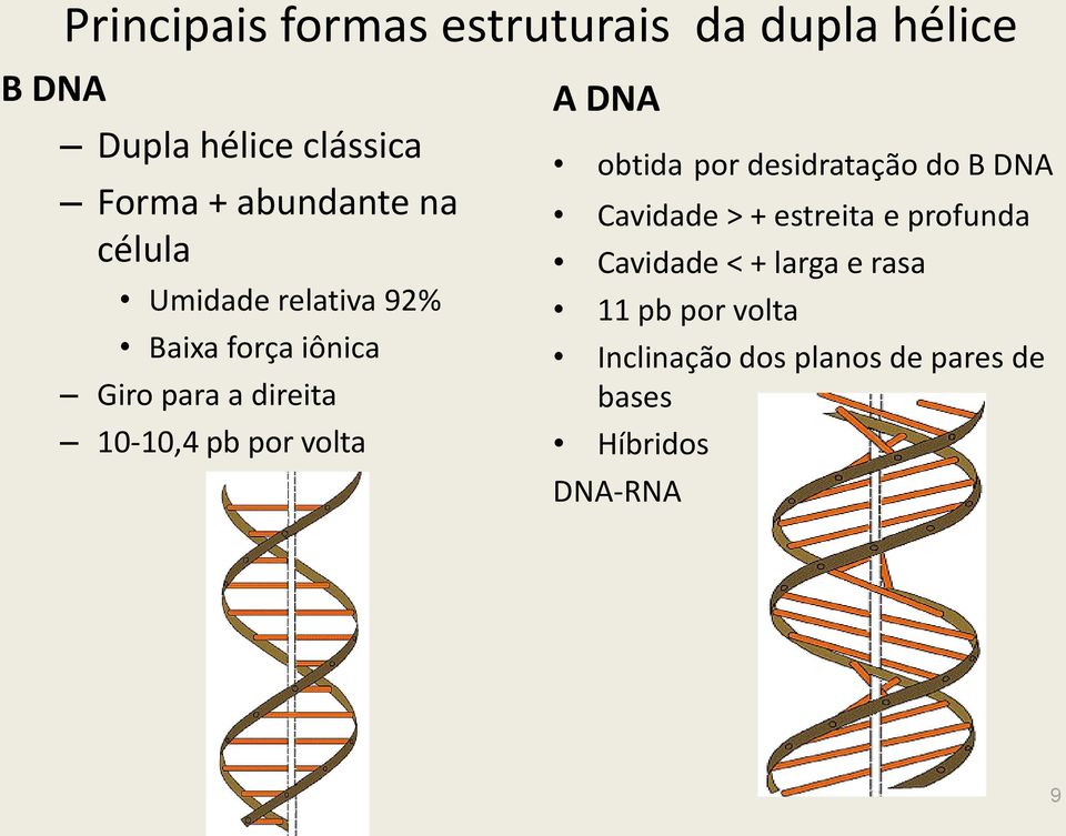 pb por volta A DNA obtida por desidratação do B DNA Cavidade > + estreita e profunda
