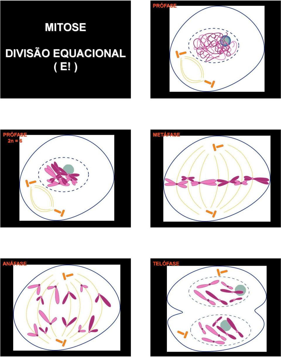 E! ) PRÓFASE 2n = 6