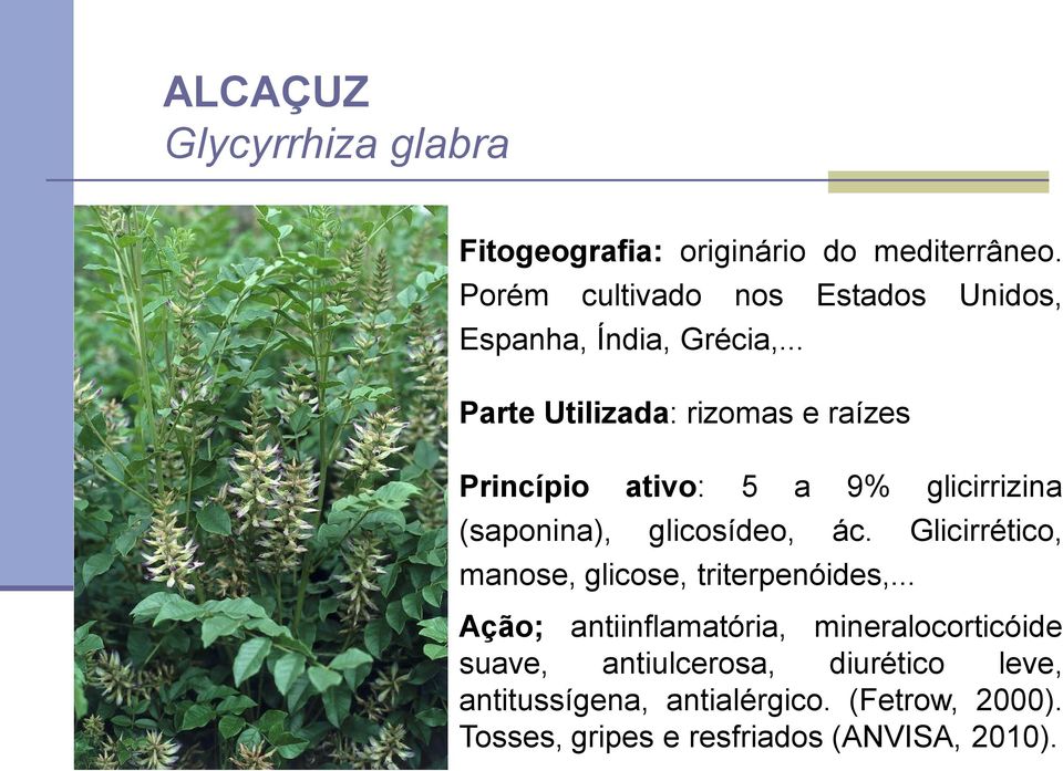 .. Parte Utilizada: rizomas e raízes Princípio ativo: 5 a 9% glicirrizina (saponina), glicosídeo, ác.
