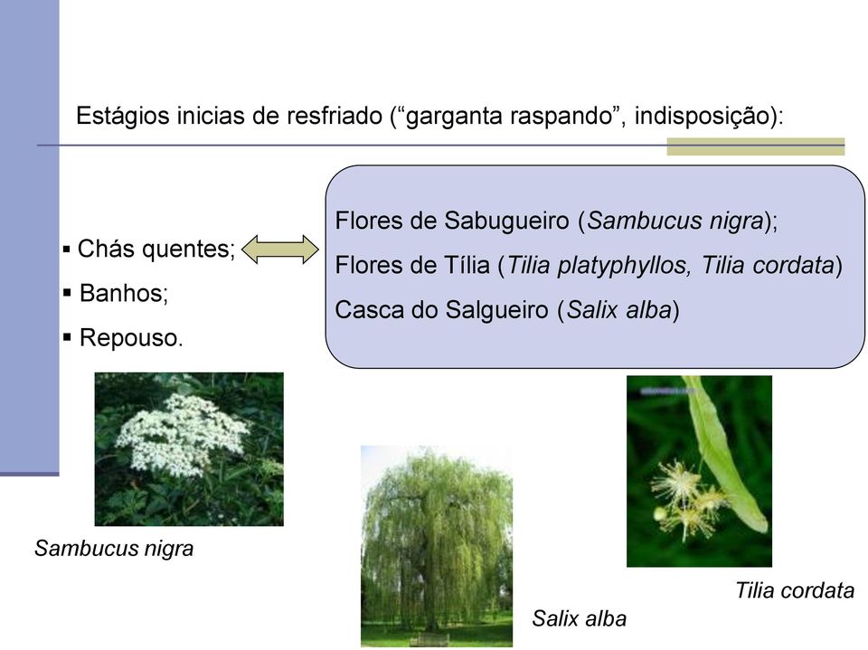Flores de Sabugueiro (Sambucus nigra); Flores de Tília (Tilia