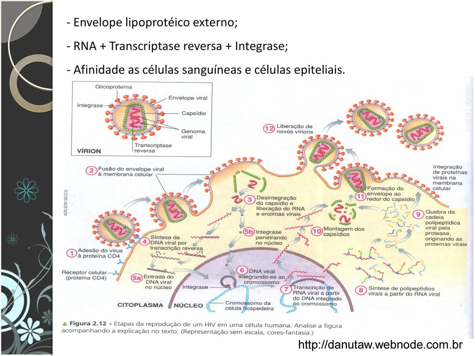 Integrase; - Afinidade as