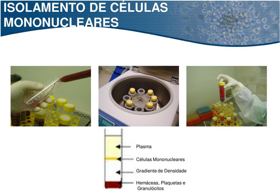 Mononucleares Gradiente de