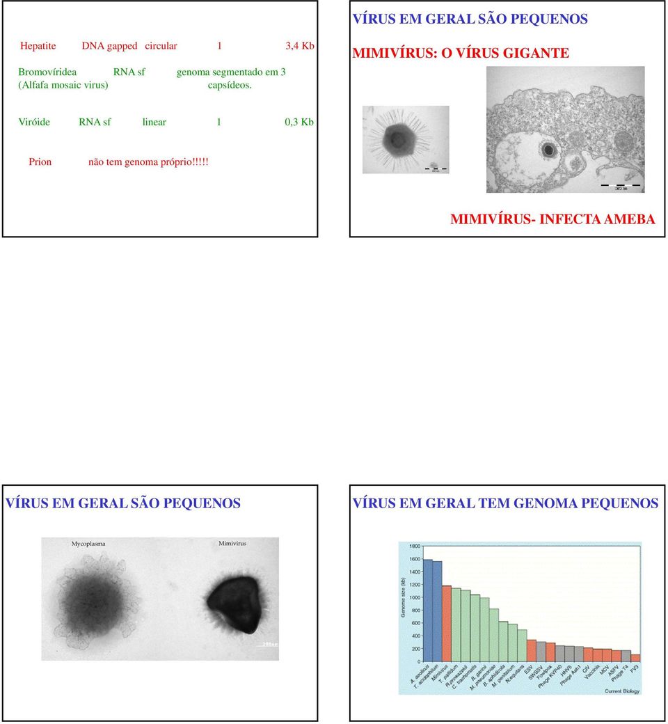 MIMIVÍRUS: O VÍRUS GIGANTE Viróide RNA sf linear 1 0,3 Kb Prion não tem genoma