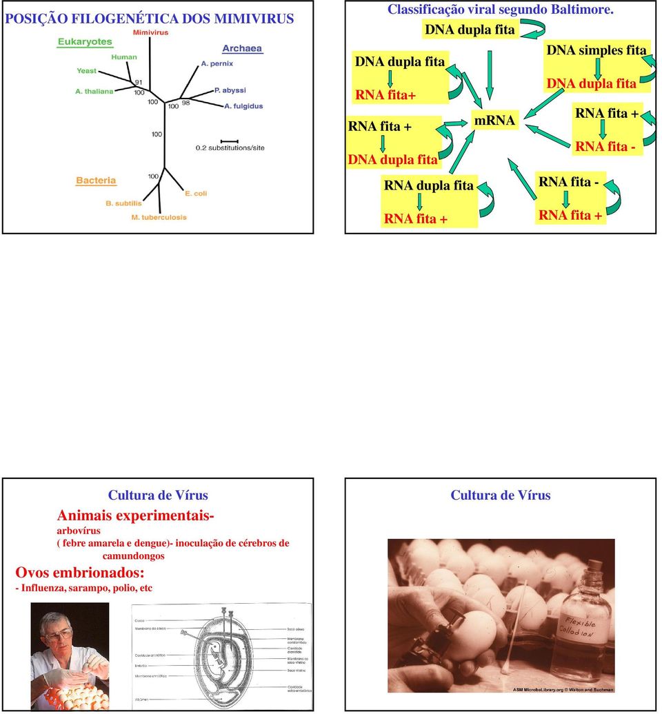 fita + RNA fita - RNA dupla fita RNA fita - RNA fita + RNA fita + Cultura de Vírus Animais