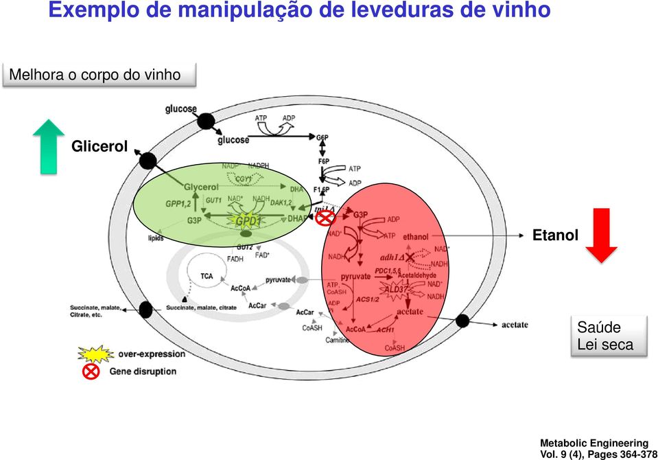 Glicerol Etanol Saúde Lei seca