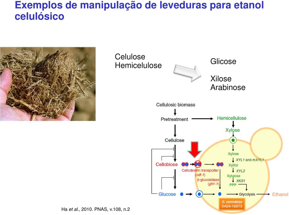 Celulose Hemicelulose Glicose