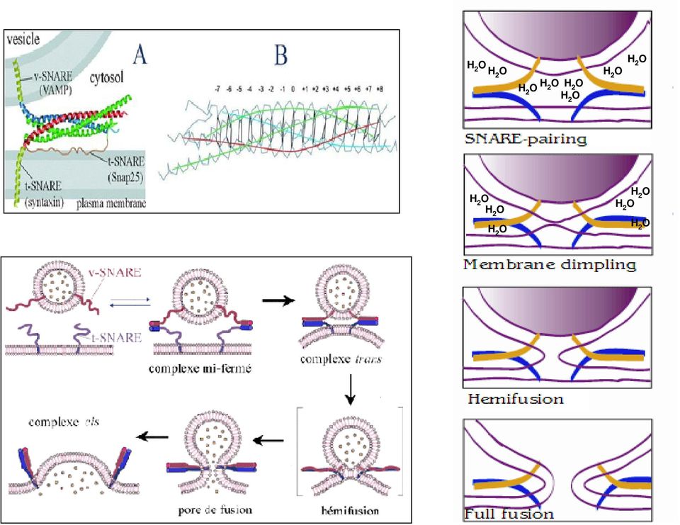 2 O FUSÃO DE VESÍCULAS H 2 O