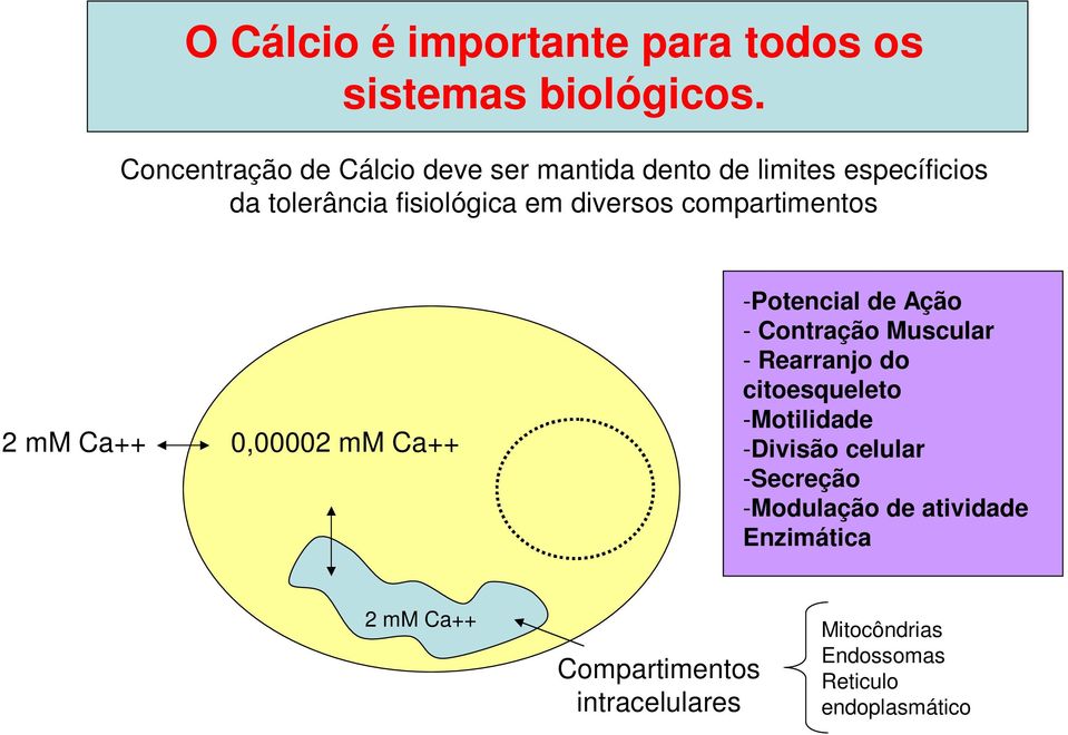 compartimentos 2 mm Ca++ 0,00002 mm Ca++ -Potencial de Ação - Contração Muscular - Rearranjo do