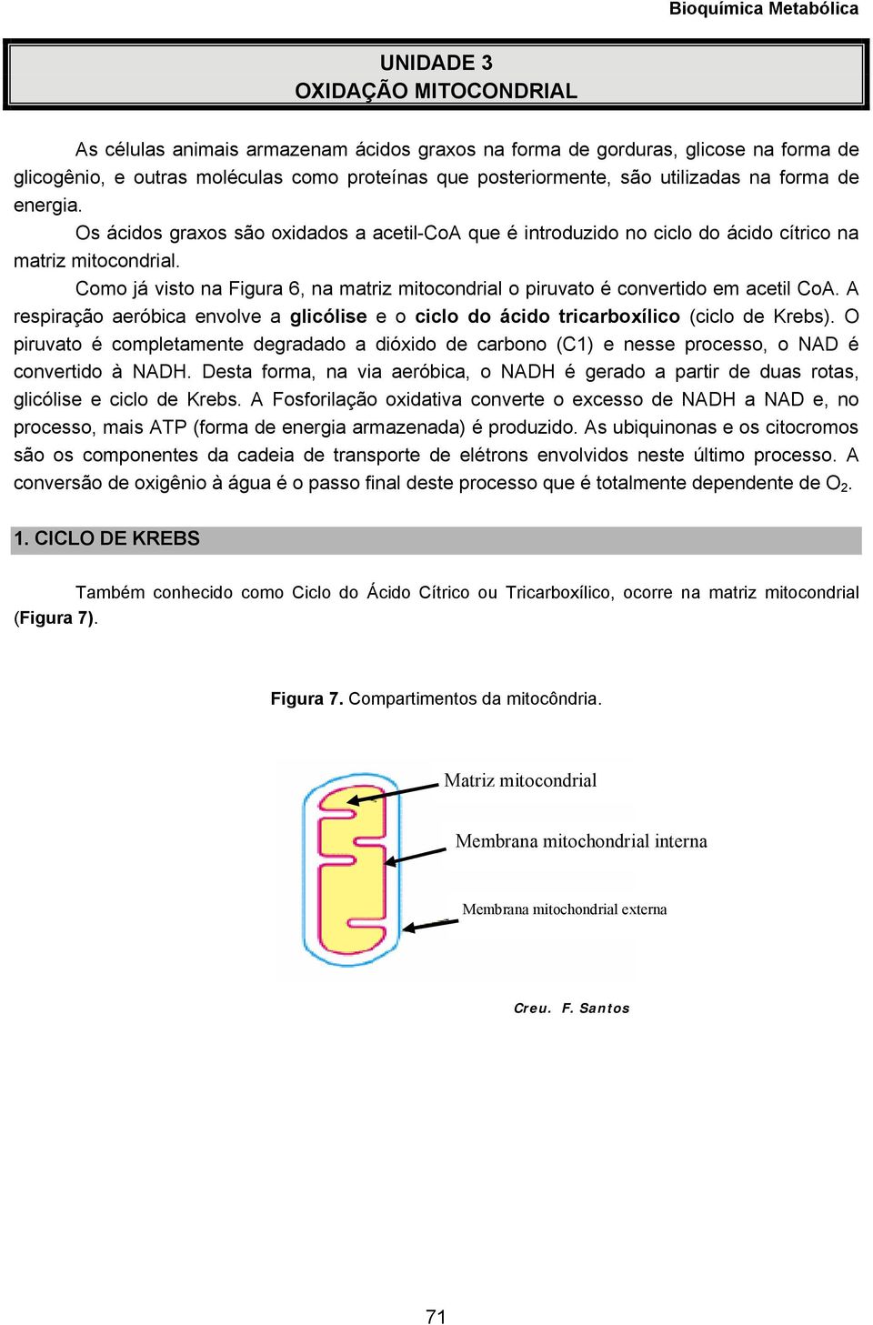 Como já visto na Figura 6, na matriz mitocondrial o piruvato é convertido em acetil CoA. A respiração aeróbica envolve a glicólise e o ciclo do ácido tricarboxílico (ciclo de Krebs).