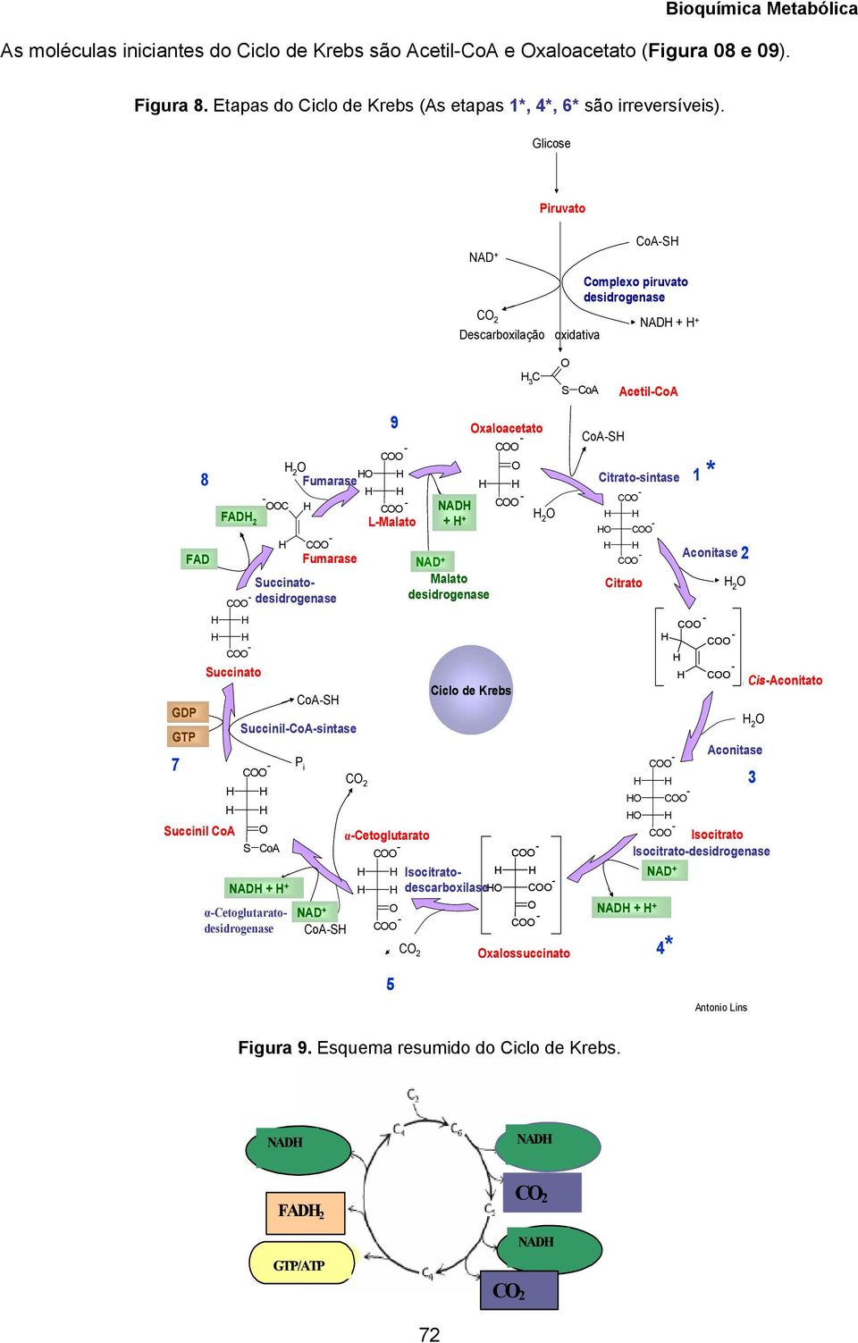 H 2 O O HO H Fumarase H H H H - - OOC H - COO NADH COO FADH H 2 O 2 L-Malato + H + H COO - Fumarase NAD + Succinatodesidrogenase Malato - COO desidrogenase H H H H - COO Succinato - COO H H H H