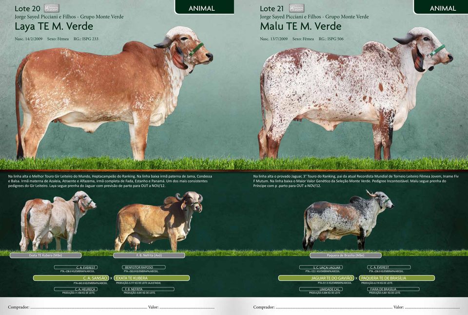 Irmã materna de Azaleia, Atraente e Alfazema, irmã completa de Fada, Estanho e Panamá. Um dos mais consistentes pedigrees do Gir Leiteiro.