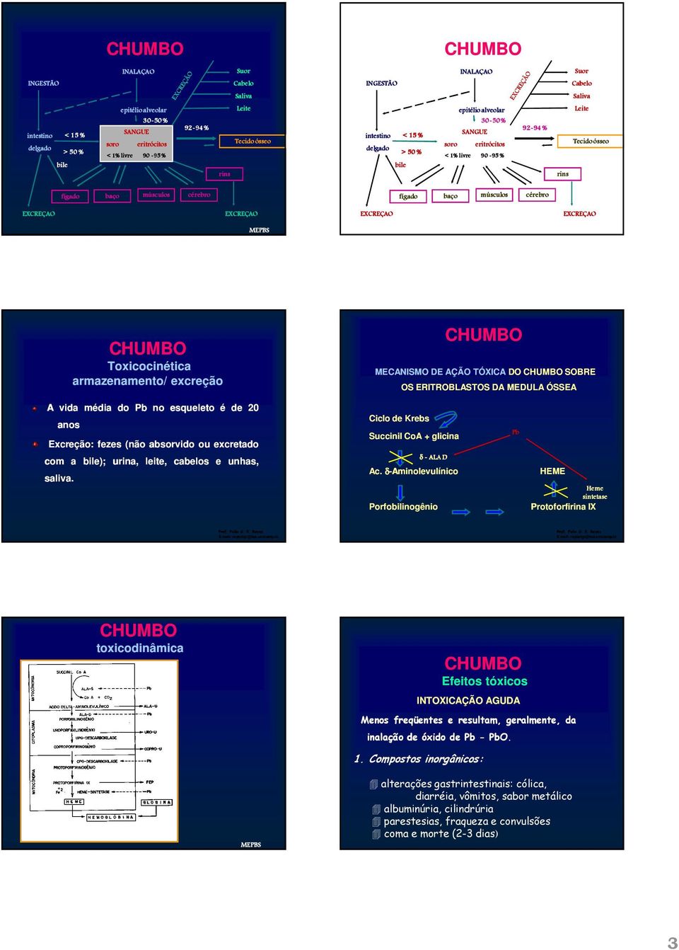 músculos cérebro EXCREÇAO EXCREÇAO EXCREÇAO EXCREÇAO armazenamento/ excreção MECANISMO DE AÇÃO TÓXICA DO SOBRE OS ERITROBLASTOS DA MEDULA ÓSSEA A vida média do Pb no esqueleto é de 20 anos Excreção: