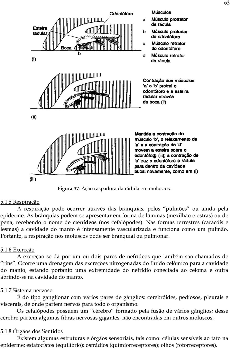 Nas formas terrestres (caracóis e lesmas) a cavidade do manto é intensamente vascularizada e funciona como um pulmão. Portanto, a respiração nos moluscos pode ser branquial ou pulmonar. 5.1.