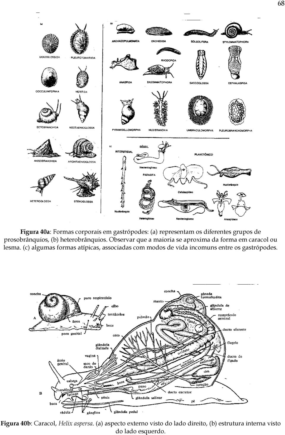 (c) algumas formas atípicas, associadas com modos de vida incomuns entre os gastrópodes.