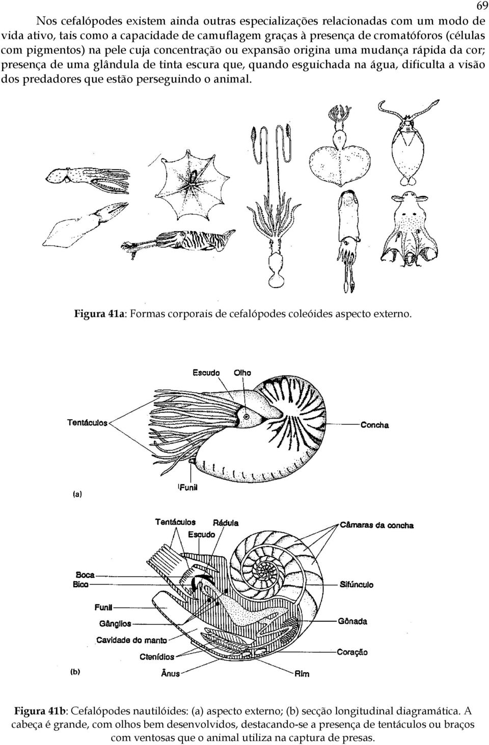predadores que estão perseguindo o animal. Figura 41a: Formas corporais de cefalópodes coleóides aspecto externo.