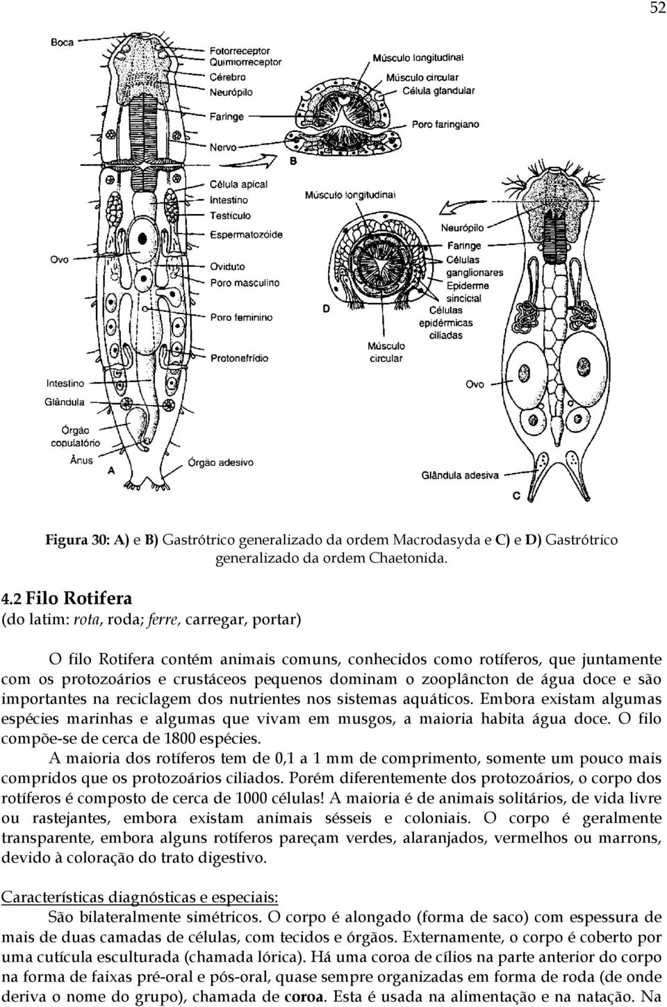 zooplâncton de água doce e são importantes na reciclagem dos nutrientes nos sistemas aquáticos. Embora existam algumas espécies marinhas e algumas que vivam em musgos, a maioria habita água doce.