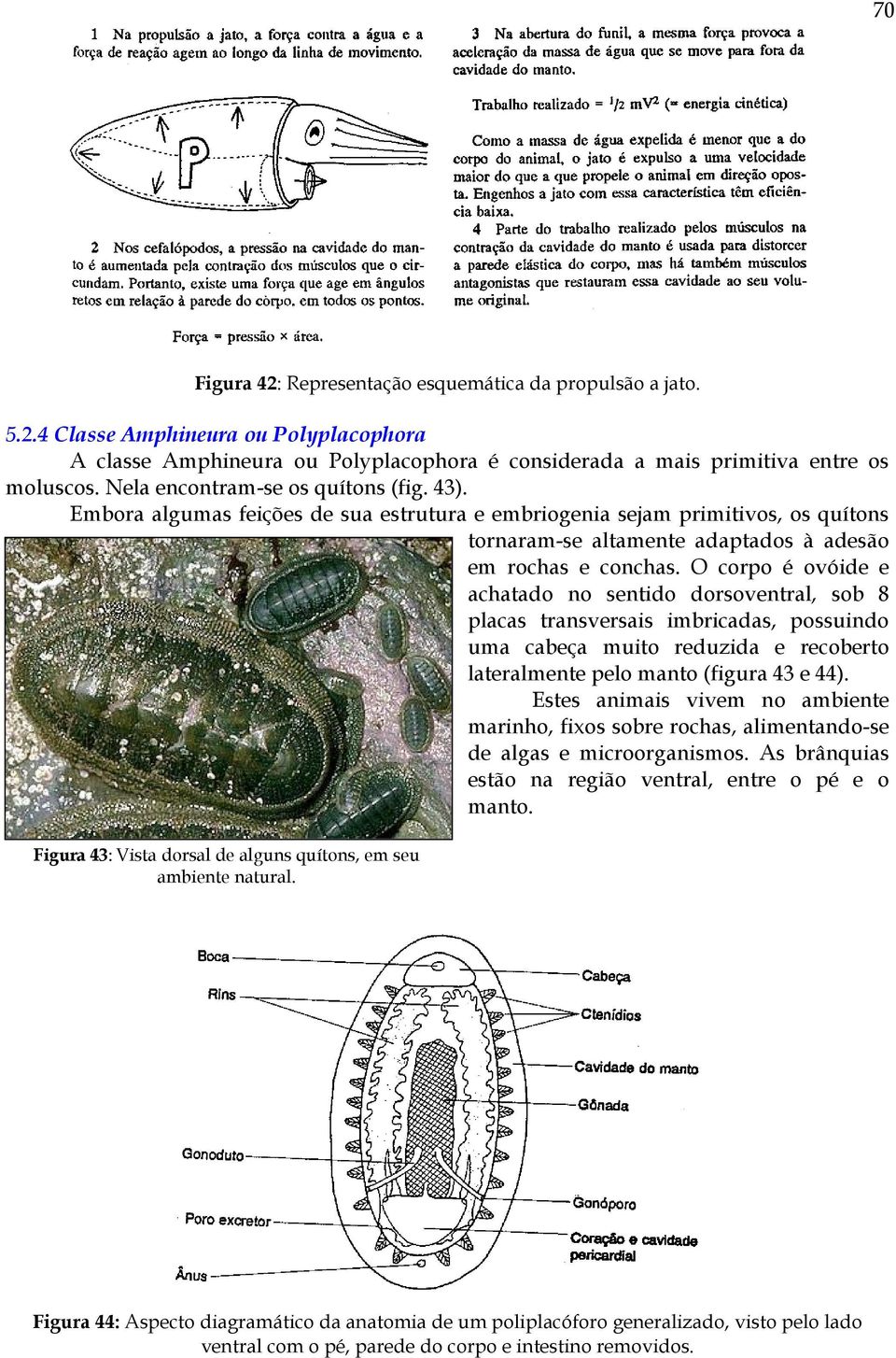 O corpo é ovóide e achatado no sentido dorsoventral, sob 8 placas transversais imbricadas, possuindo uma cabeça muito reduzida e recoberto lateralmente pelo manto (figura 43 e 44).