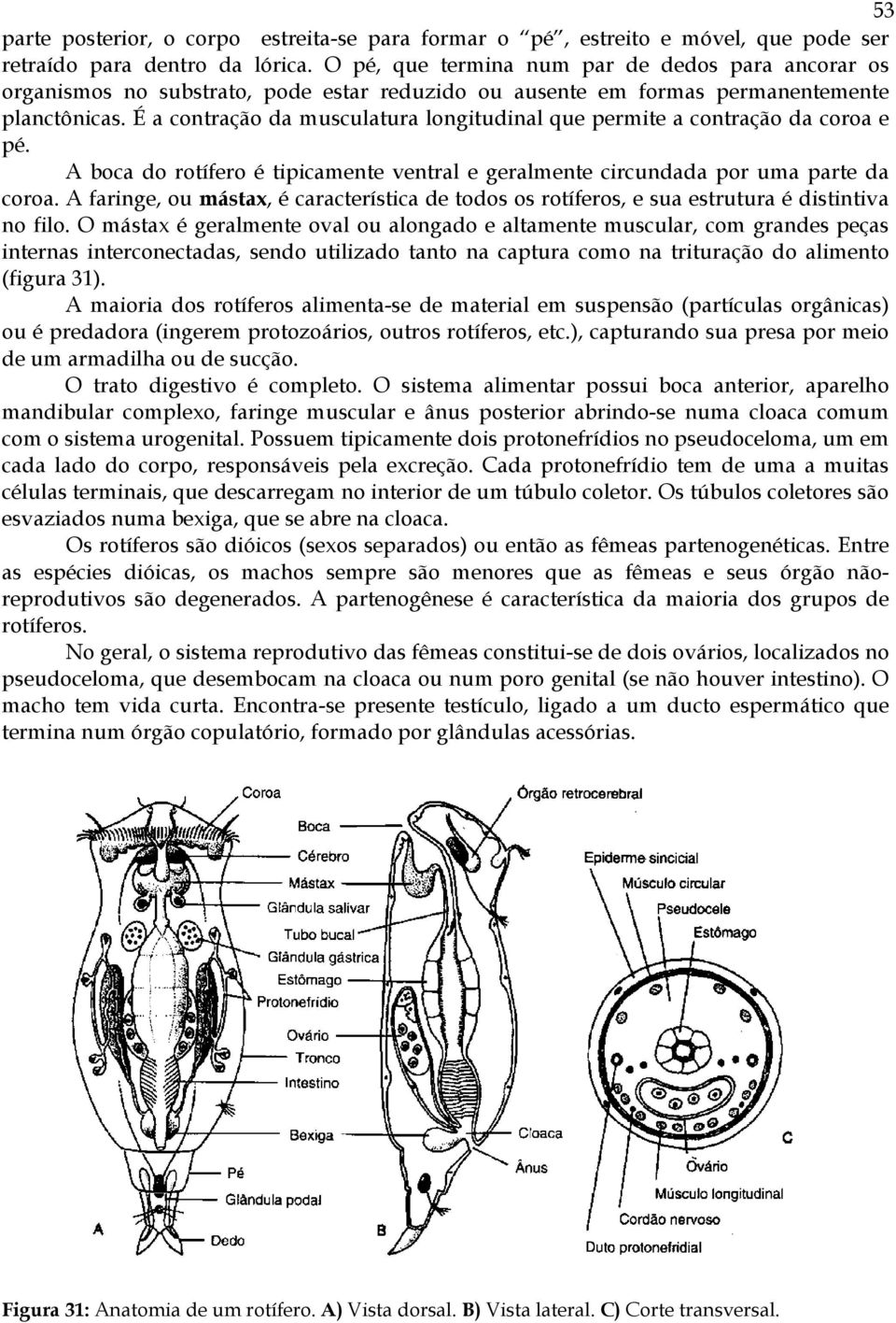 É a contração da musculatura longitudinal que permite a contração da coroa e pé. A boca do rotífero é tipicamente ventral e geralmente circundada por uma parte da coroa.