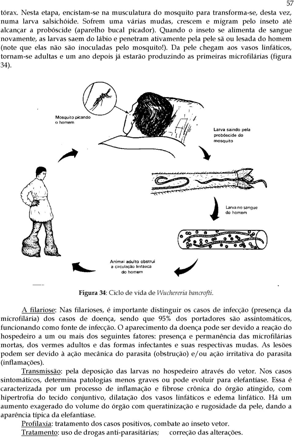 Quando o inseto se alimenta de sangue novamente, as larvas saem do lábio e penetram ativamente pela pele sã ou lesada do homem (note que elas não são inoculadas pelo mosquito!).