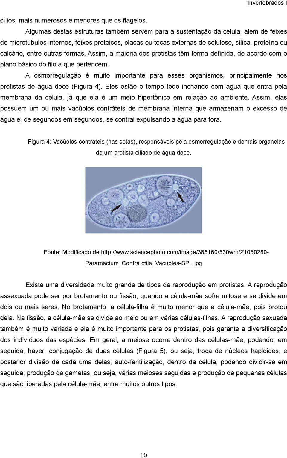 entre outras formas. Assim, a maioria dos protistas têm forma definida, de acordo com o plano básico do filo a que pertencem.