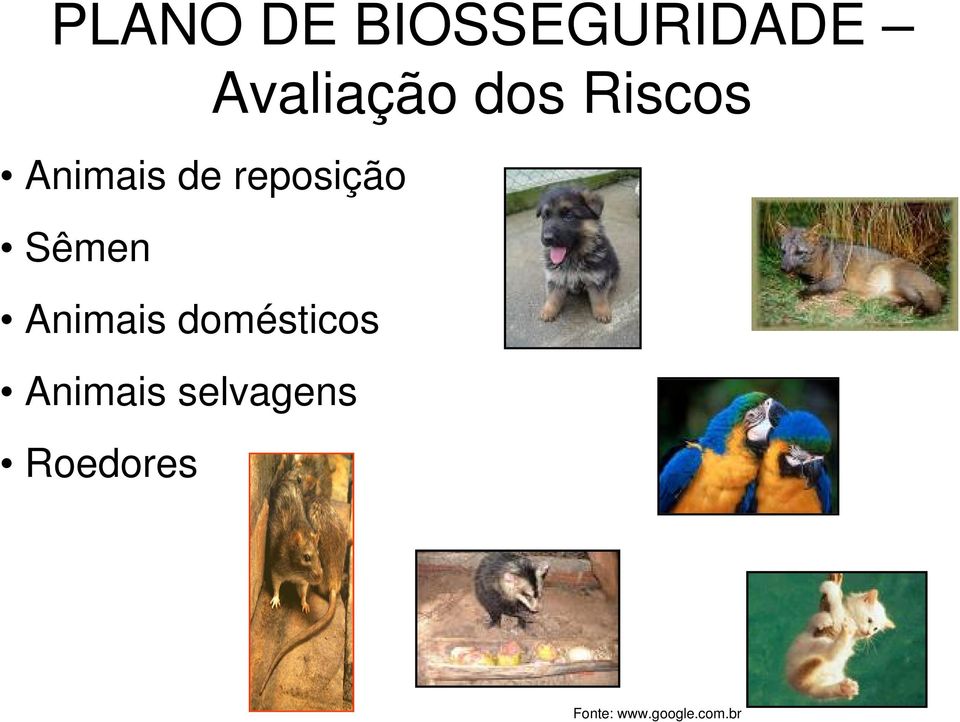 Sêmen Animais domésticos Animais