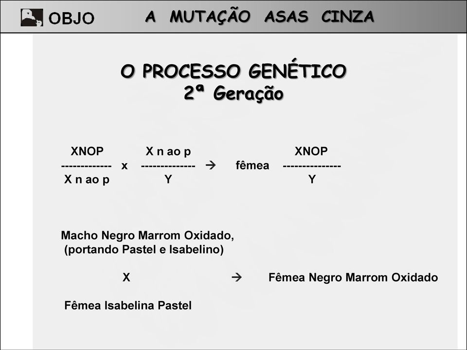 ao p Y Y Macho Negro Marrom Oxidado, (portando Pastel e