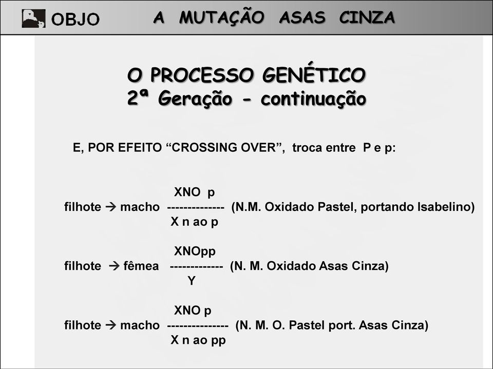 Oxidado Pastel, portando Isabelino) X n ao p XNOpp filhote fêmea -------------