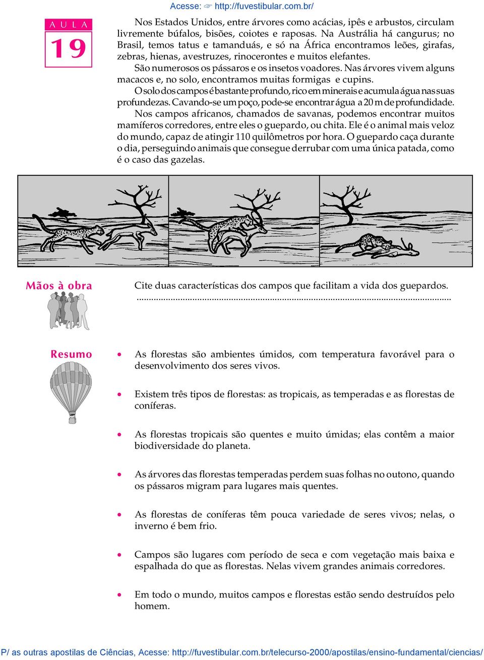 São numerosos os pássaros e os insetos voadores. Nas árvores vivem alguns macacos e, no solo, encontramos muitas formigas e cupins.