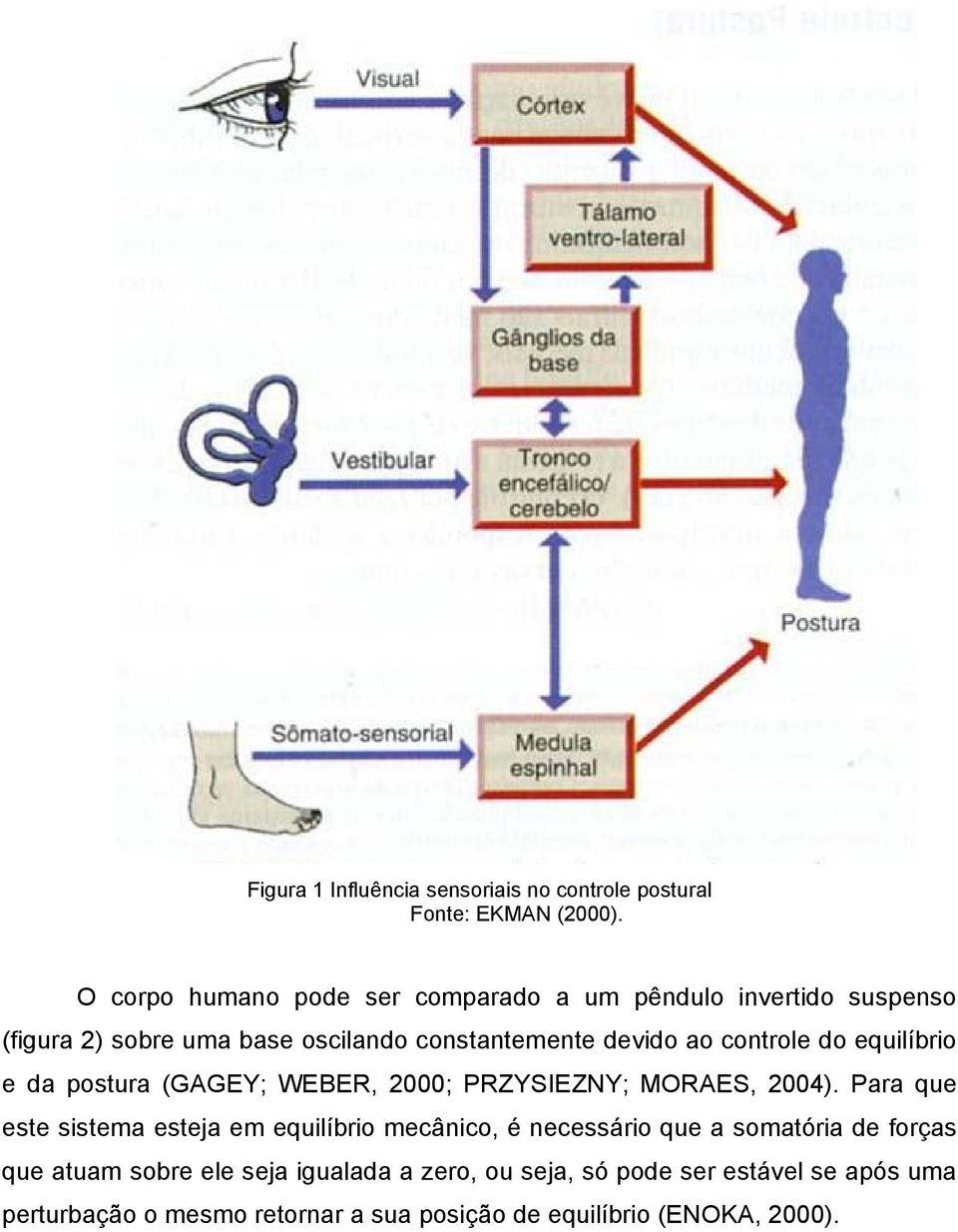 controle do equilíbrio e da postura (GAGEY; WEBER, 2000; PRZYSIEZNY; MORAES, 2004).