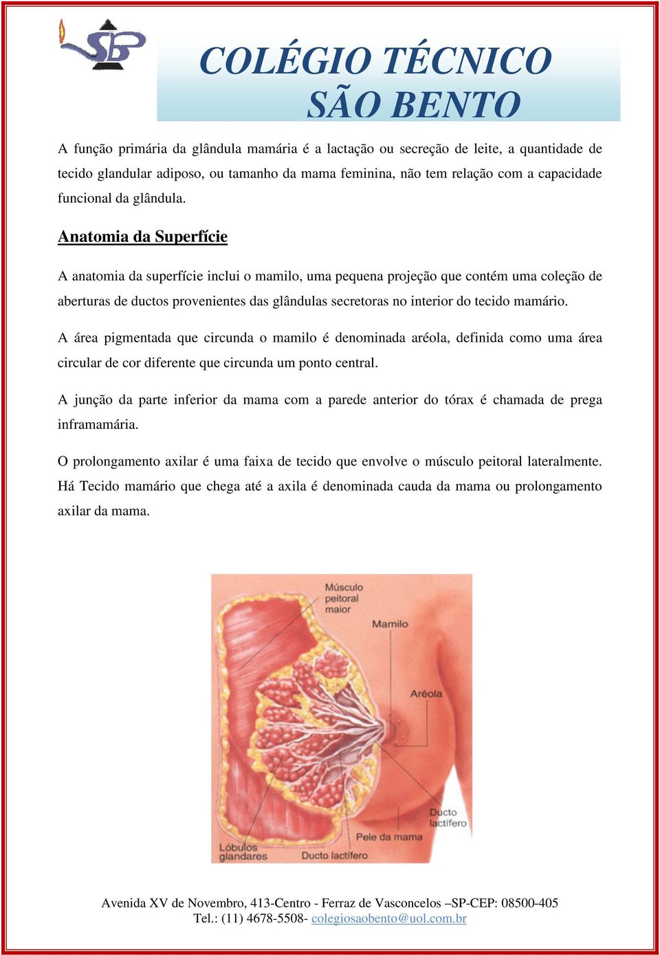 A área pigmentada que circunda o mamilo é denominada aréola, definida como uma área circular de cor diferente que circunda um ponto central.