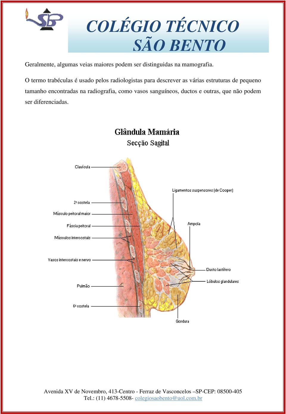 O termo trabéculas é usado pelos radiologistas para descrever as