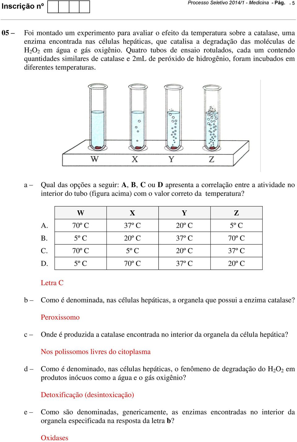 oxigênio. Quatro tubos de ensaio rotulados, cada um contendo quantidades similares de catalase e 2mL de peróxido de hidrogênio, foram incubados em diferentes temperaturas.