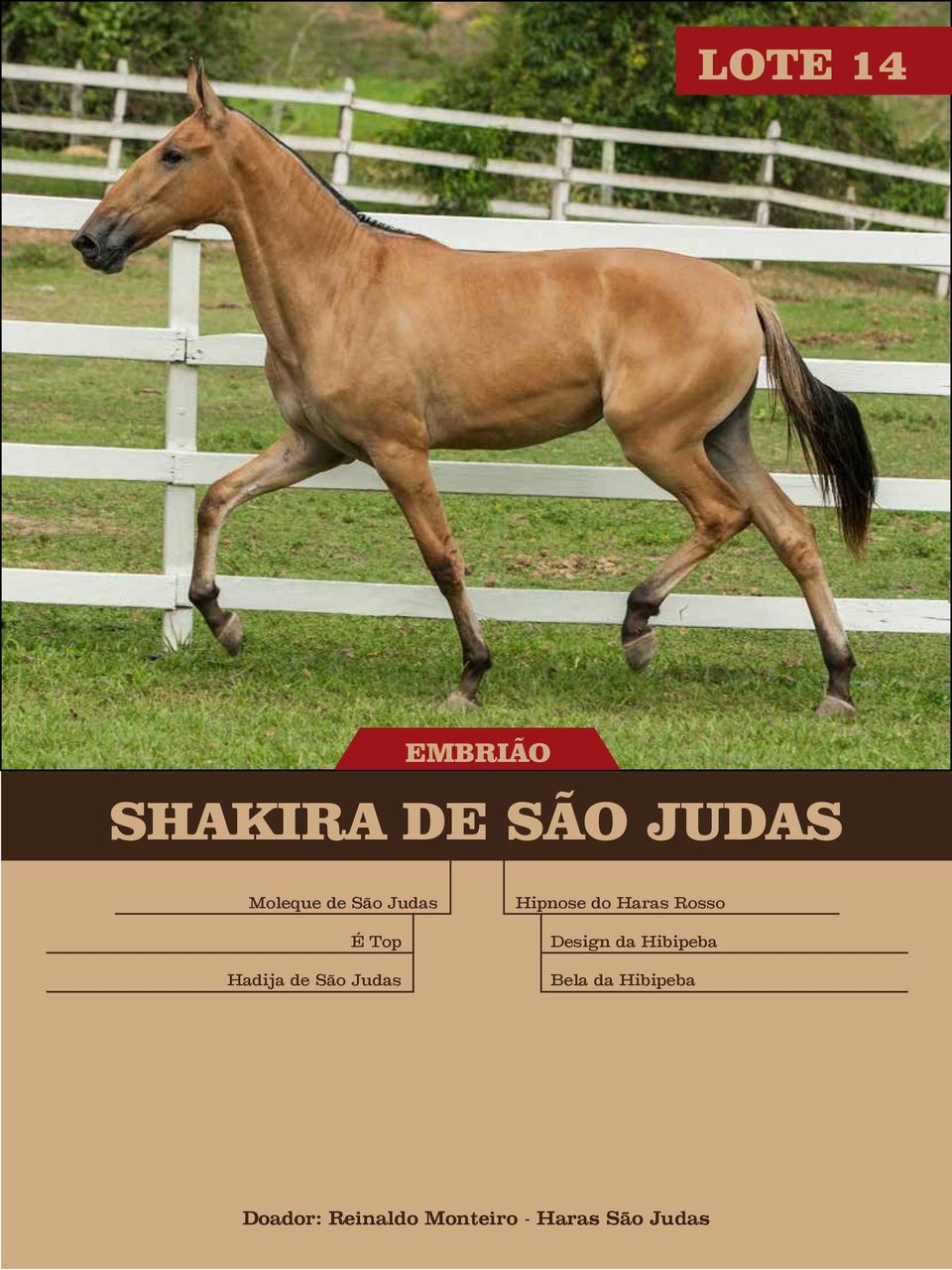 do Haras Rosso Design da Hibipeba Bela da