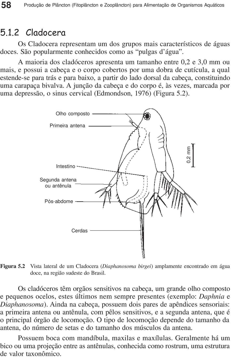 A maioria dos cladóceros apresenta um tamanho entre 0,2 e 3,0 mm ou mais, e possui a cabeça e o corpo cobertos por uma dobra de cutícula, a qual estende-se para trás e para baixo, a partir do lado