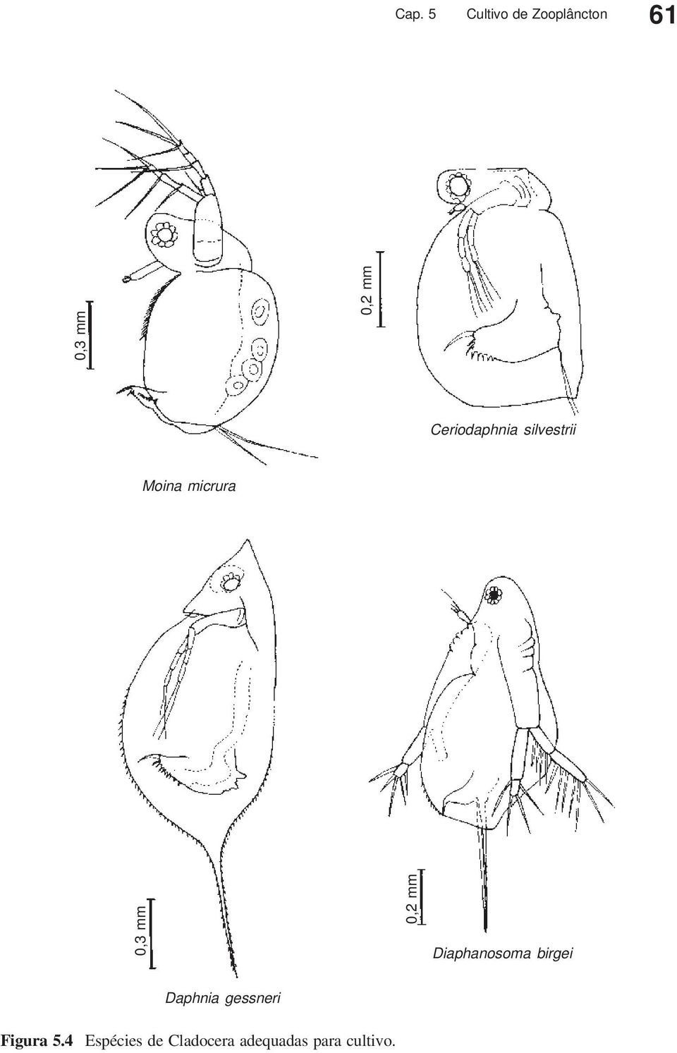 Diaphanosoma birgei Daphnia gessneri