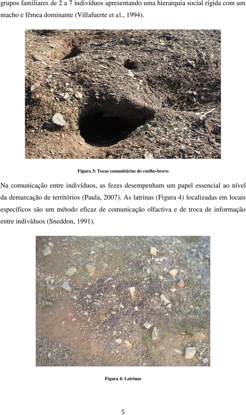Figura 3: Tocas comunitárias do coelho-bravo Na comunicação entre indivíduos, as fezes desempenham um papel essencial ao