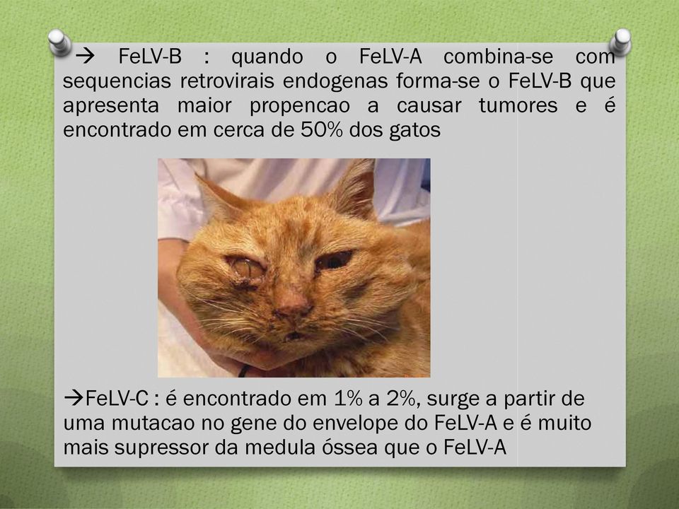 de 50% dos gatos FeLV-C : é encontrado em 1% a 2%, surge a partir de uma mutacao