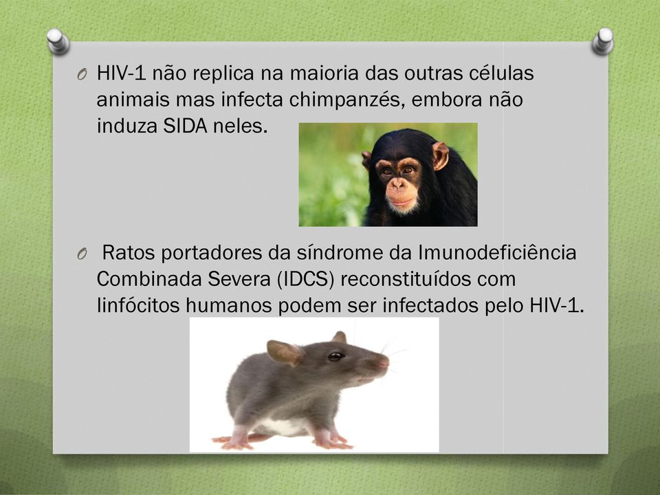 O Ratos portadores da síndrome da Imunodeficiência Combinada